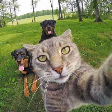 #Petfriendly: ¿Por qué el 17 de enero se celebra con mascotas?