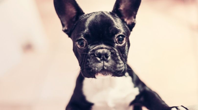 #Petfriendly: ¿Por qué el 17 de enero se celebra con mascotas?